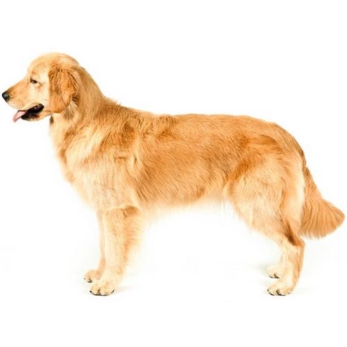 宠物保险要多少钱? 伟德世界杯手机应用下载SafeWise bv1946伟德app